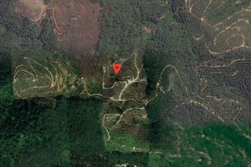 8.5 acres Musang King Orchard Land Semantan Ulu Pahang