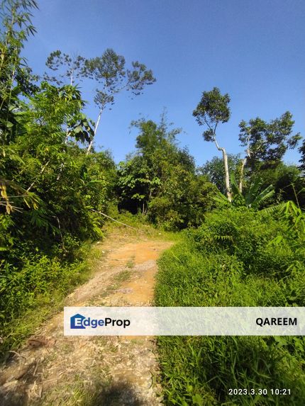 3.5 Ekar Pertanian Tamu Hill Batang Kali. View dari puncak tanah ni cantik, Selangor, Hulu Selangor