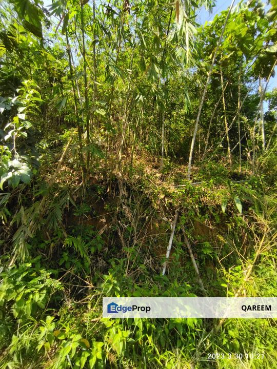 3.5 Ekar Pertanian Tamu Hill Batang Kali. View dari puncak tanah ni cantik, Selangor, Hulu Selangor