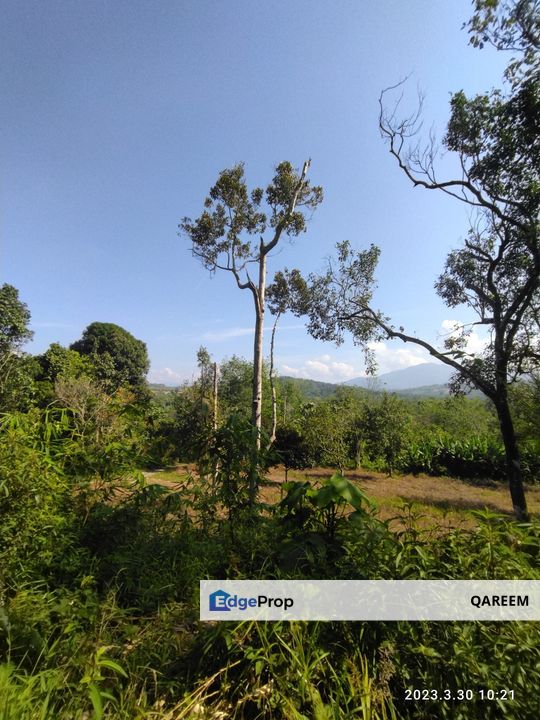 3.5 Ekar Pertanian Tamu Hill Batang Kali. View dari puncak tanah ni cantik, Selangor, Hulu Selangor