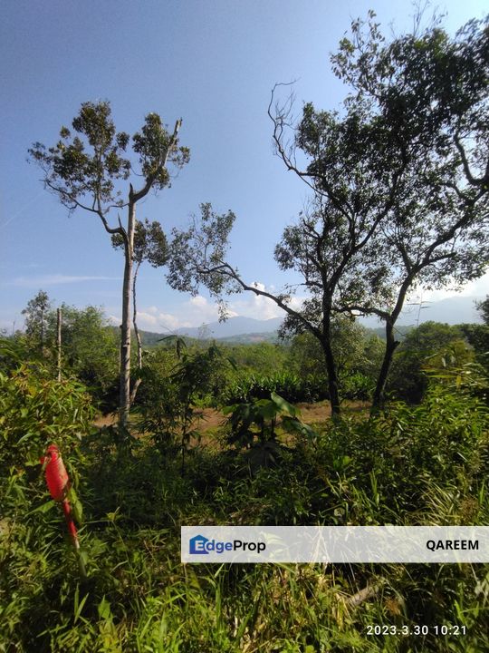 3.5 Ekar Pertanian Tamu Hill Batang Kali. View dari puncak tanah ni cantik, Selangor, Hulu Selangor