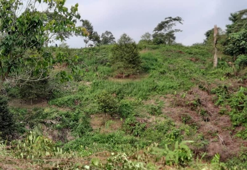 3 Ekar Dusun Durian dan Buahan Batu 14 Jln Kuari Hulu Langat