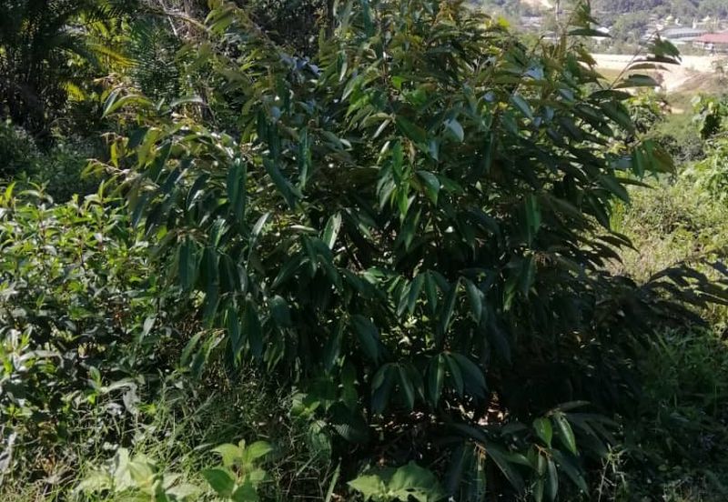 3 Ekar Dusun Durian dan Buahan Batu 14 Jln Kuari Hulu Langat