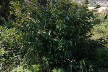 3 Ekar Dusun Durian dan Buahan Batu 14 Jln Kuari Hulu Langat