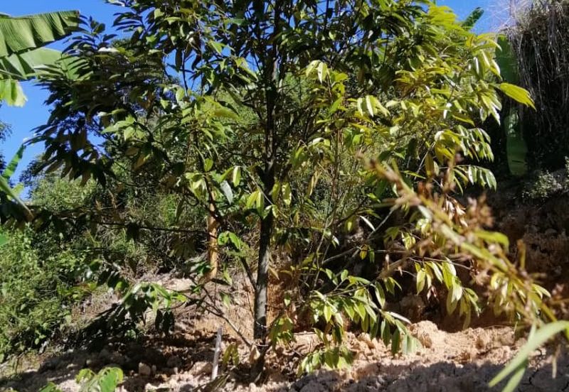 3 Ekar Dusun Durian dan Buahan Batu 14 Jln Kuari Hulu Langat