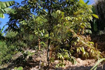 3 Ekar Dusun Durian dan Buahan Batu 14 Jln Kuari Hulu Langat