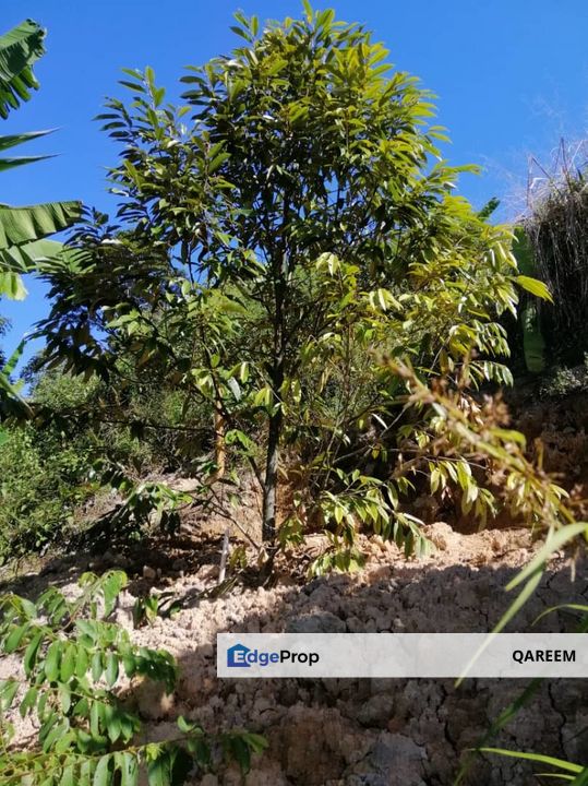3 Ekar Dusun Durian dan Buahan Batu 14 Jln Kuari Hulu Langat, Kuala Lumpur, Ampang