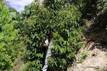 3 Ekar Dusun Durian dan Buahan Batu 14 Jln Kuari Hulu Langat