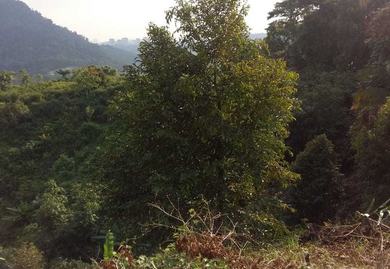 3 Ekar Dusun Durian dan Buahan Batu 14 Jln Kuari Hulu Langat