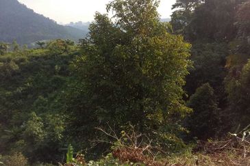 3 Ekar Dusun Durian dan Buahan Batu 14 Jln Kuari Hulu Langat