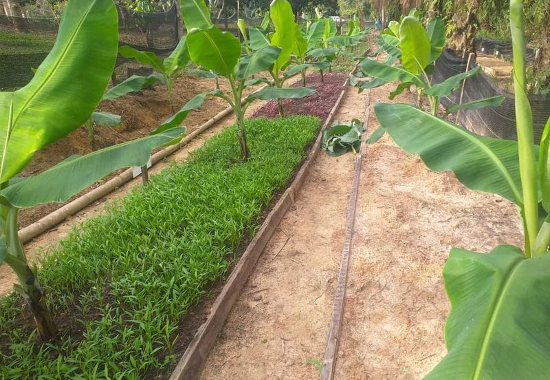 HillPark Avenue @ Puncak Alam