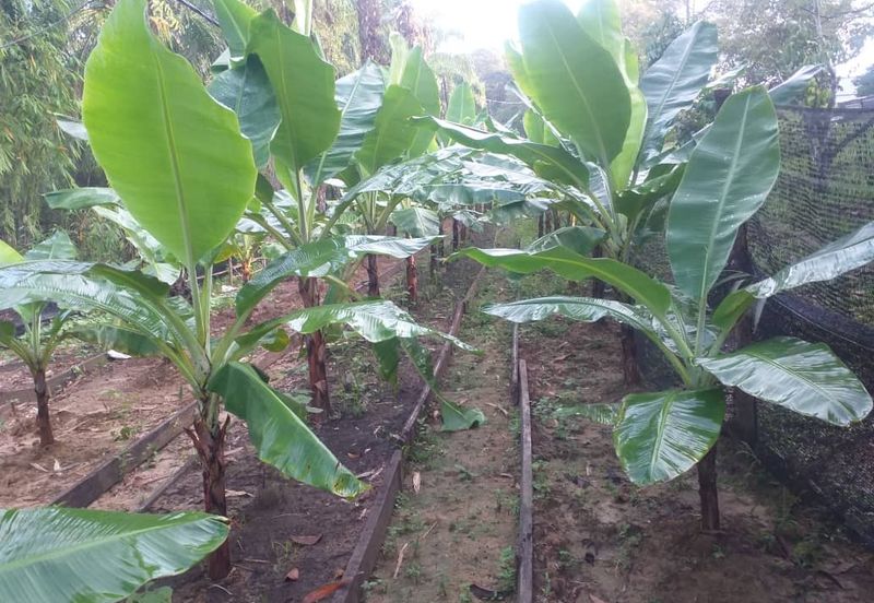 HillPark Avenue @ Puncak Alam