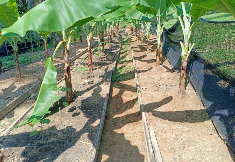 HillPark Avenue @ Puncak Alam