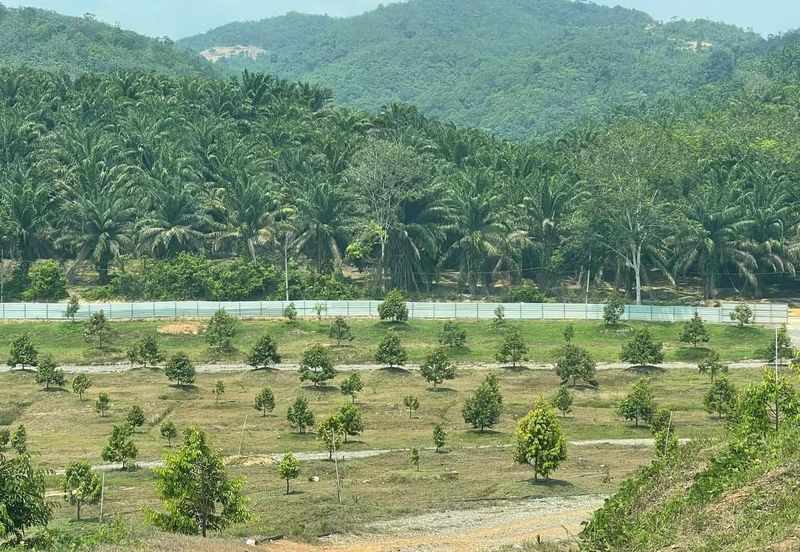 81 Acres Durian Orchad Land Dangi Negeri Sembilan. Total 3162 Durian Trees