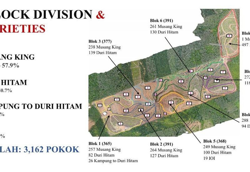 81 Acres Durian Orchad Land Dangi Negeri Sembilan. Total 3162 Durian Trees
