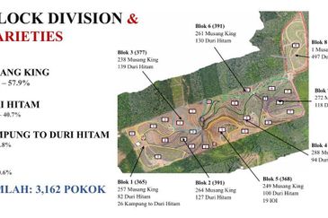 81 Acres Durian Orchad Land Dangi Negeri Sembilan. Total 3162 Durian Trees