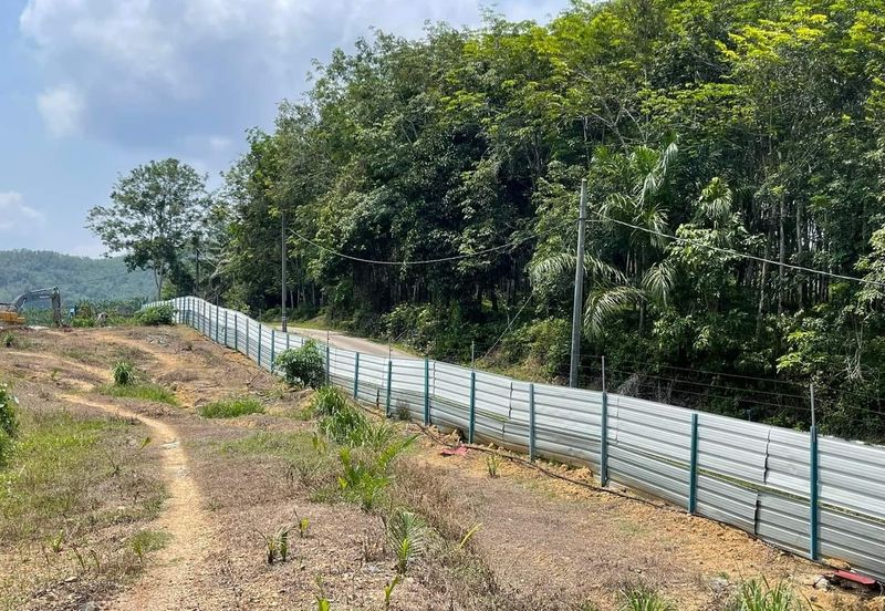 81 Acres Durian Orchad Land Dangi Negeri Sembilan. Total 3162 Durian Trees