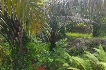 Tanah Pertanian 6 ekar Lebu Bentong Pahang. Berhampiran Highway CSR