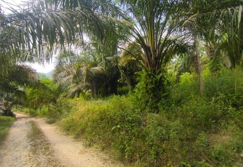 Tanah Pertanian 6 ekar Lebu Bentong Pahang. Berhampiran Highway CSR