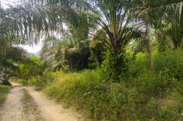 Tanah Pertanian 6 ekar Lebu Bentong Pahang. Berhampiran Highway CSR