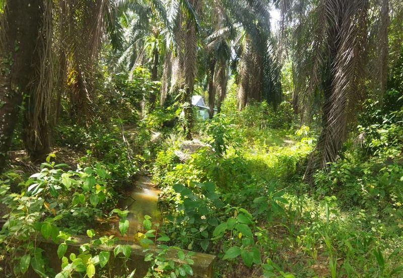Tanah Pertanian 6 ekar Lebu Bentong Pahang. Berhampiran Highway CSR