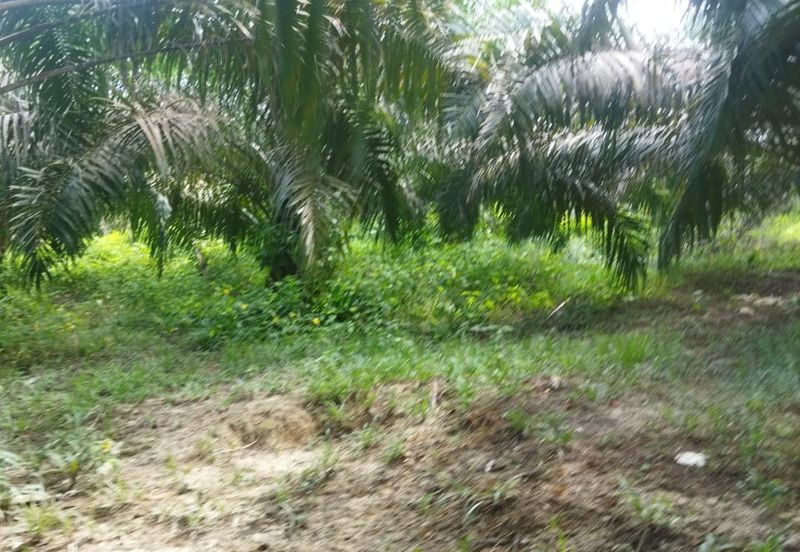 Tanah Pertanian 6 ekar Lebu Bentong Pahang. Berhampiran Highway CSR