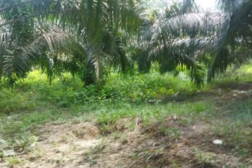 Tanah Pertanian 6 ekar Lebu Bentong Pahang. Berhampiran Highway CSR