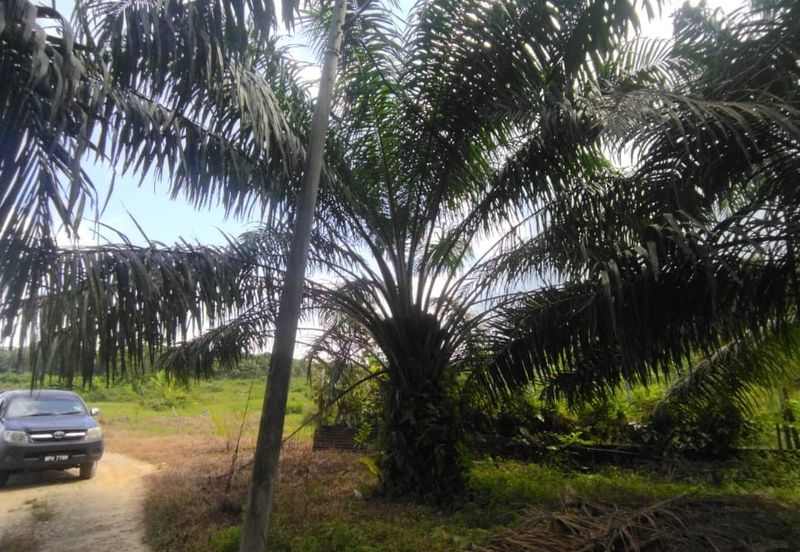 Tanah Pertanian 6 ekar Lebu Bentong Pahang. Berhampiran Highway CSR