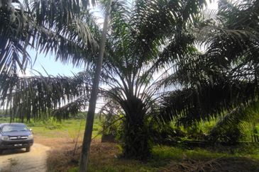 Tanah Pertanian 6 ekar Lebu Bentong Pahang. Berhampiran Highway CSR