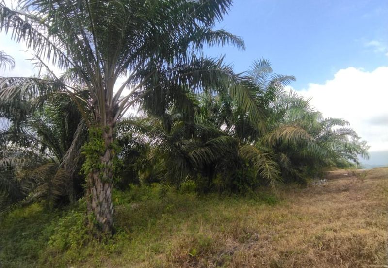 Tanah Pertanian 6 ekar Lebu Bentong Pahang. Berhampiran Highway CSR