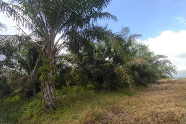 Tanah Pertanian 6 ekar Lebu Bentong Pahang. Berhampiran Highway CSR