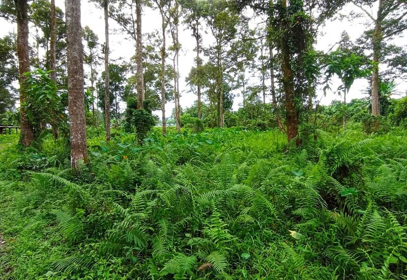 Batang Kali Malay Reservation