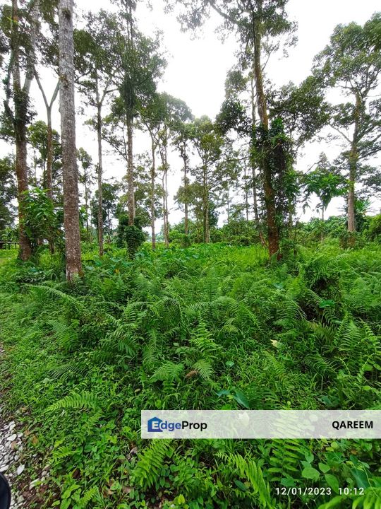 1.4 Ekar Dusun Durian Kampung Kg Sentosa Batang Kali, Selangor, Hulu Selangor