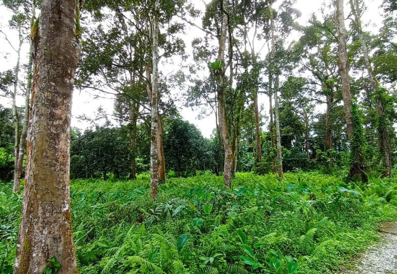 Batang Kali Malay Reservation