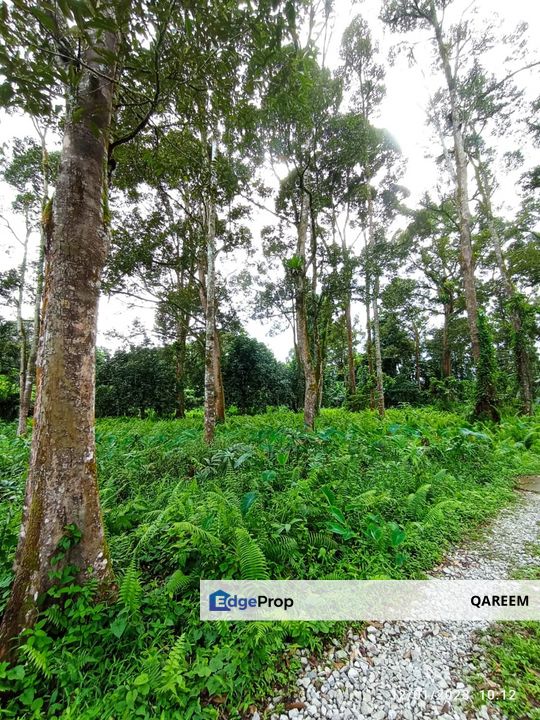 1.4 Ekar Dusun Durian Kampung Kg Sentosa Batang Kali, Selangor, Hulu Selangor