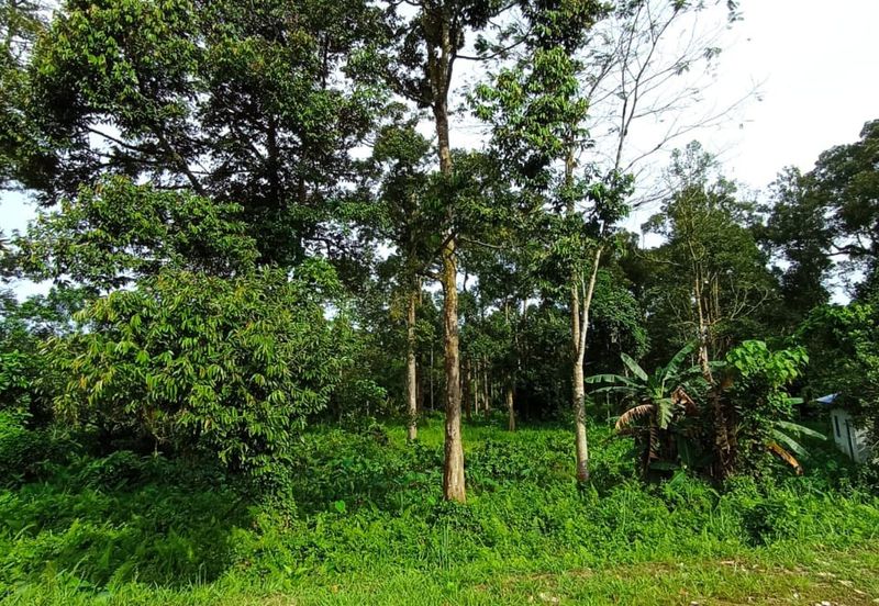 Batang Kali Malay Reservation