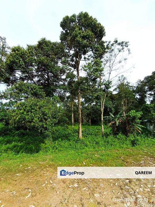 1.4 Ekar Dusun Durian Kampung Kg Sentosa Batang Kali, Selangor, Hulu Selangor