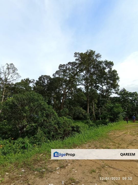 1.4 Ekar Dusun Durian Kampung Kg Sentosa Batang Kali, Selangor, Hulu Selangor