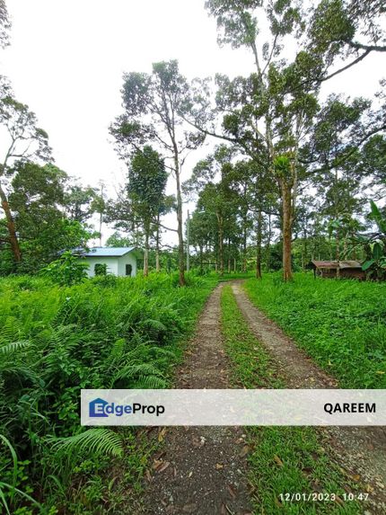 1.4 Ekar Dusun Durian Kampung Kg Sentosa Batang Kali, Selangor, Hulu Selangor