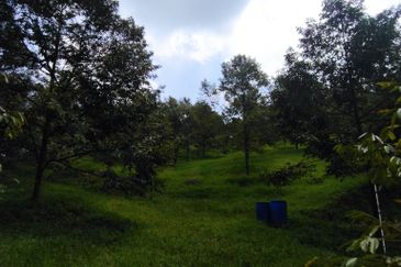 4 Ekar Dusun Durian Musang King dan Sungai Cantik BAtang kali. Selangor. Sesuai untuk campsite