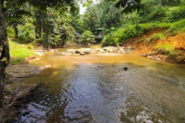 4 Ekar Dusun Durian Musang King dan Sungai Cantik BAtang kali. Selangor. Sesuai untuk campsite