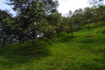 4 Ekar Dusun Durian Musang King dan Sungai Cantik BAtang kali. Selangor. Sesuai untuk campsite