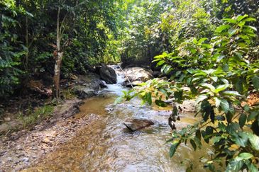 4 Ekar Dusun Durian Musang King dan Sungai Cantik BAtang kali. Selangor. Sesuai untuk campsite