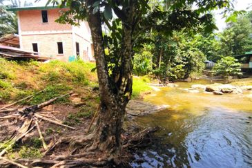 4 Ekar Dusun Durian Musang King dan Sungai Cantik BAtang kali. Selangor. Sesuai untuk campsite