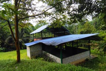 4 Ekar Dusun Durian Musang King dan Sungai Cantik BAtang kali. Selangor. Sesuai untuk campsite