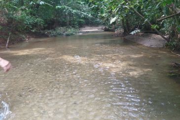 4 Ekar Dusun Durian Musang King dan Sungai Cantik BAtang kali. Selangor. Sesuai untuk campsite