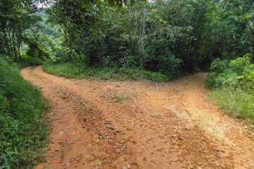 4 Ekar Dusun Durian Musang King dan Sungai Cantik BAtang kali. Selangor. Sesuai untuk campsite