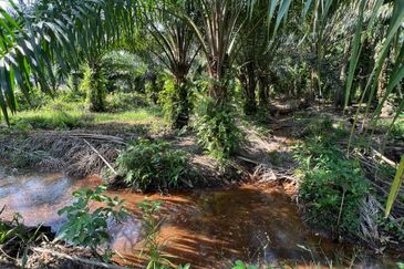 2 Ekar Pertanian Seri Cheeding  Jenjarom Banting Selangor