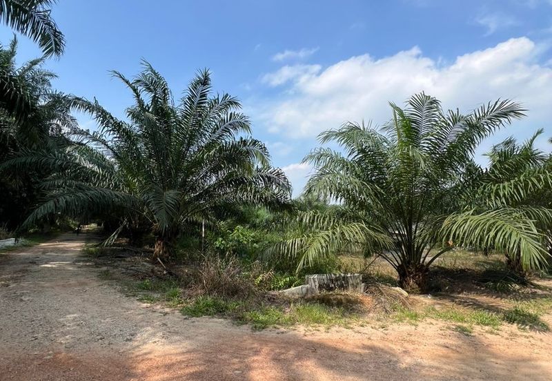 2 Ekar Pertanian Seri Cheeding  Jenjarom Banting Selangor