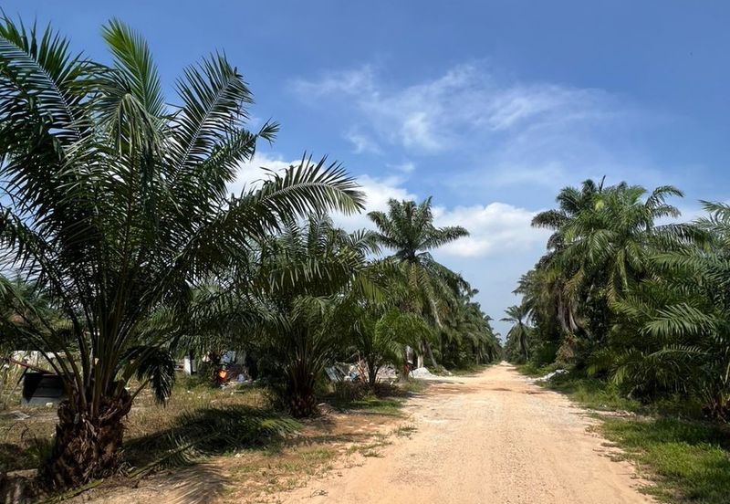 2 Ekar Pertanian Seri Cheeding  Jenjarom Banting Selangor